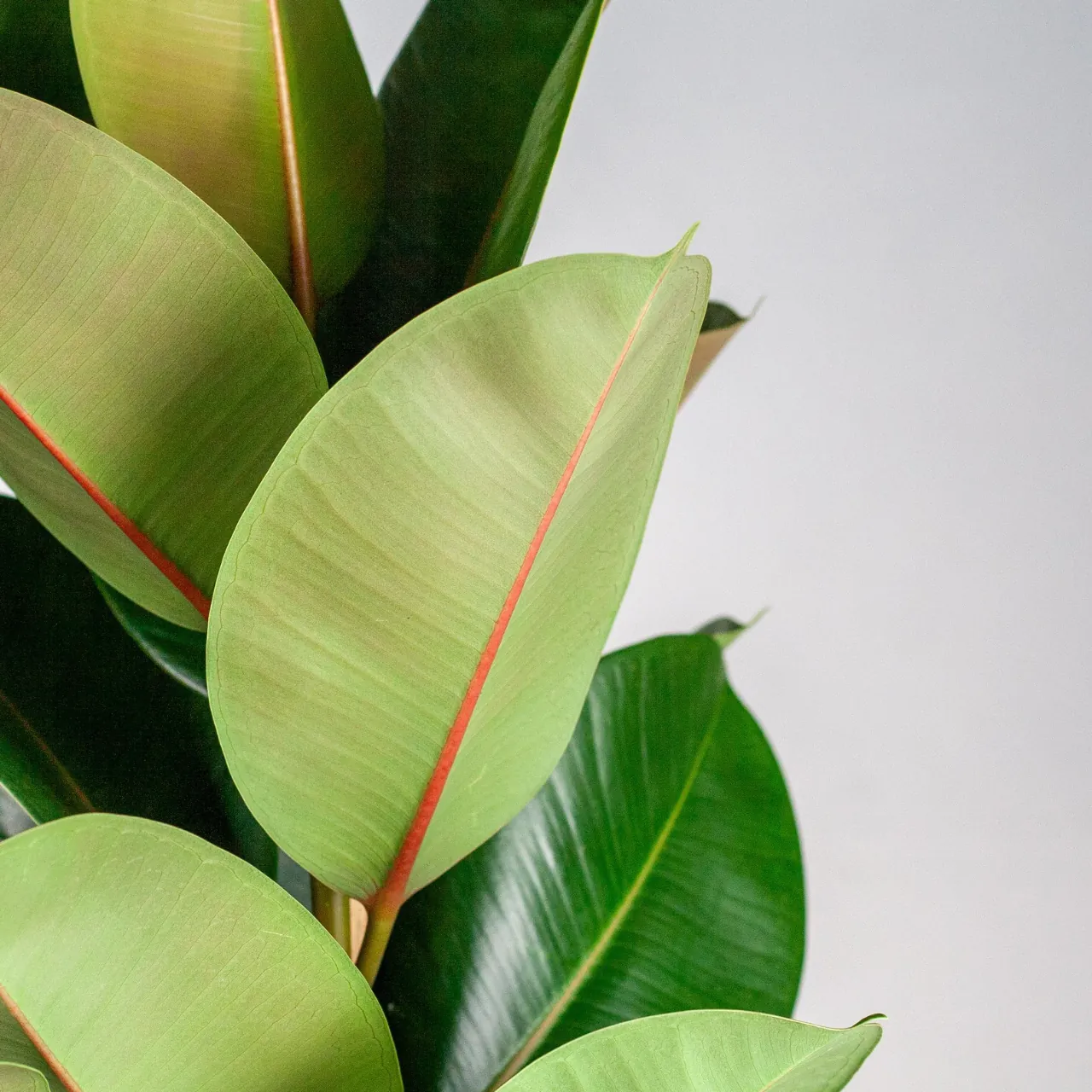 ficus_elastica_robusta_xl_met_mand_torun_02