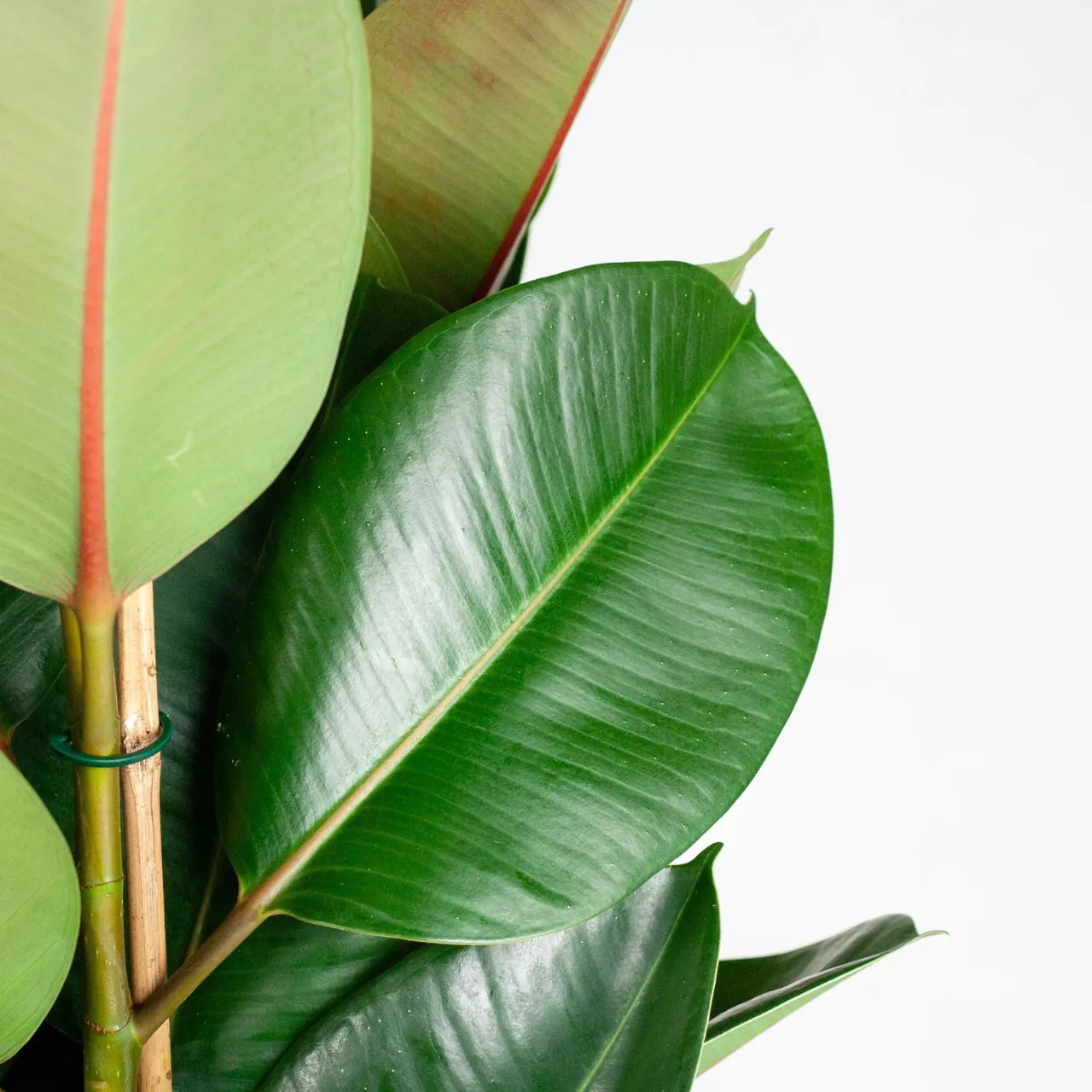 ficus_elastica_robusta_xl_met_mand_torun_03