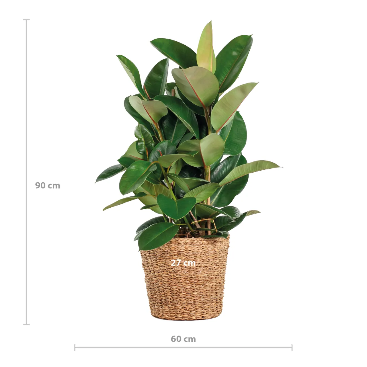 ficus_elastica_robusta_xl_met_mand_torun_04