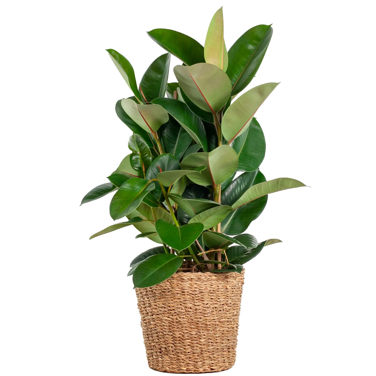 ficus_elastica_robusta_xl_met_mand_torun_05