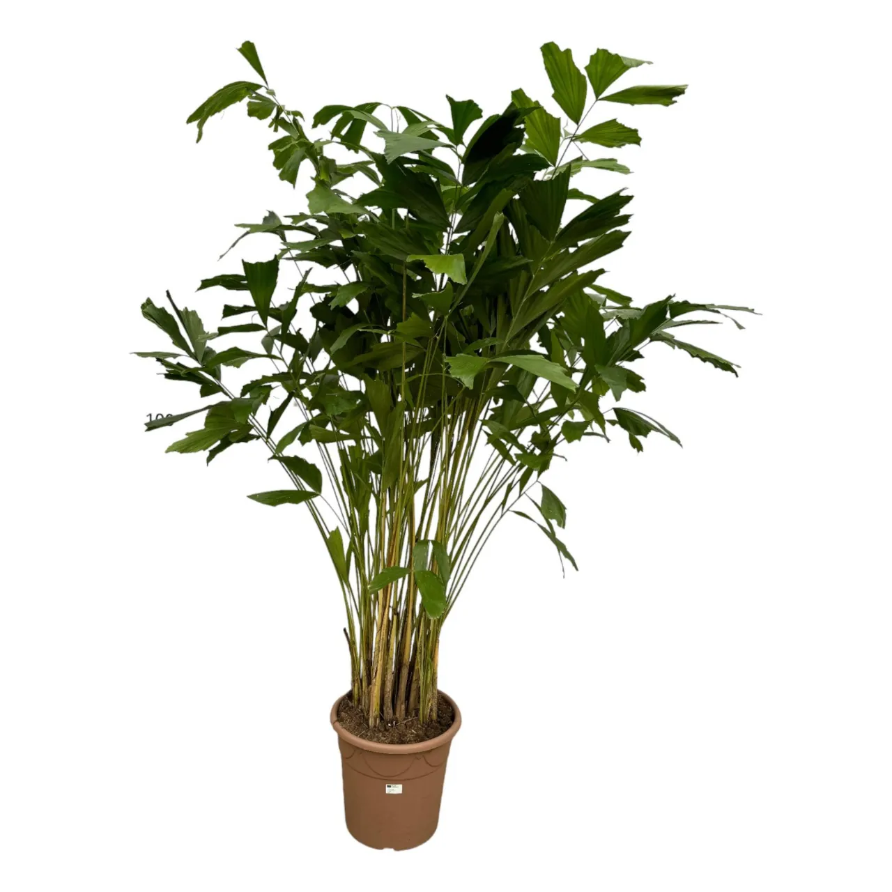 caryota_mitis_27cm_02