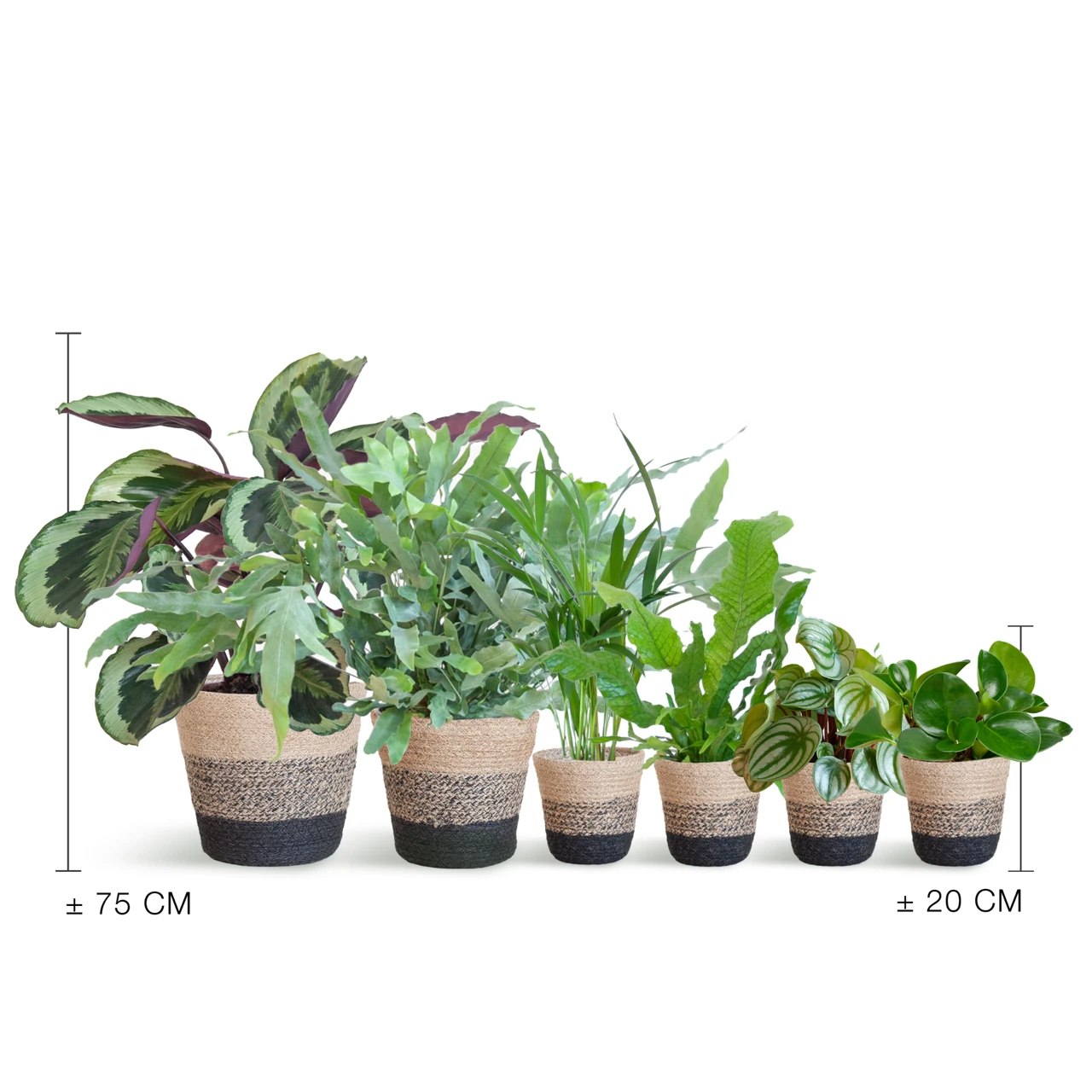 diervriendelijke_plantenset_large_02