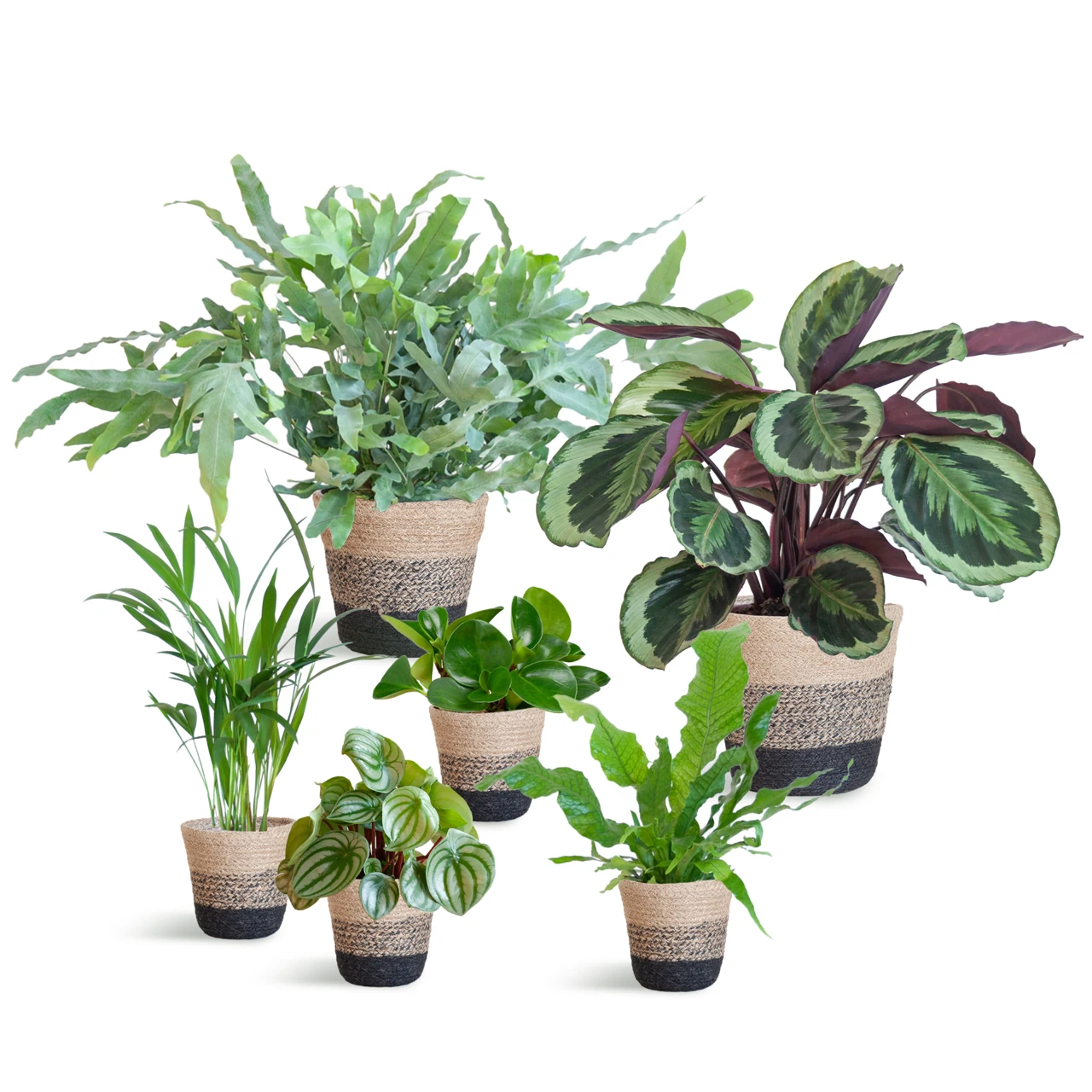 diervriendelijke_plantenset_large_03