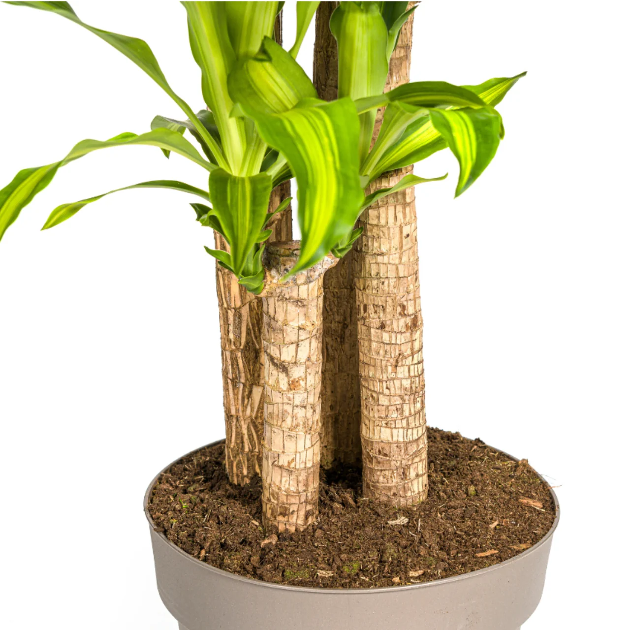 dracaena_marginata_30cm_02
