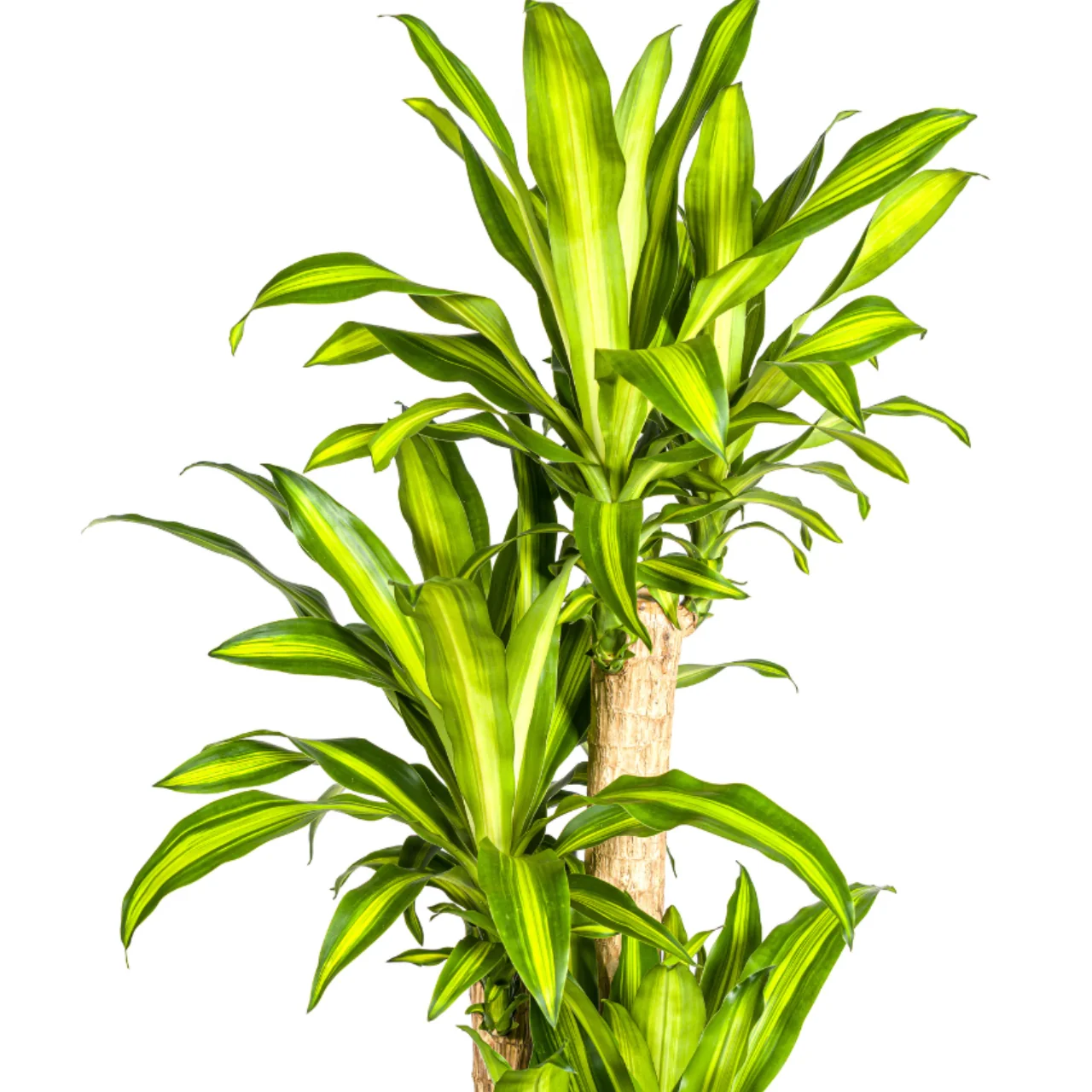 dracaena_marginata_30cm_03