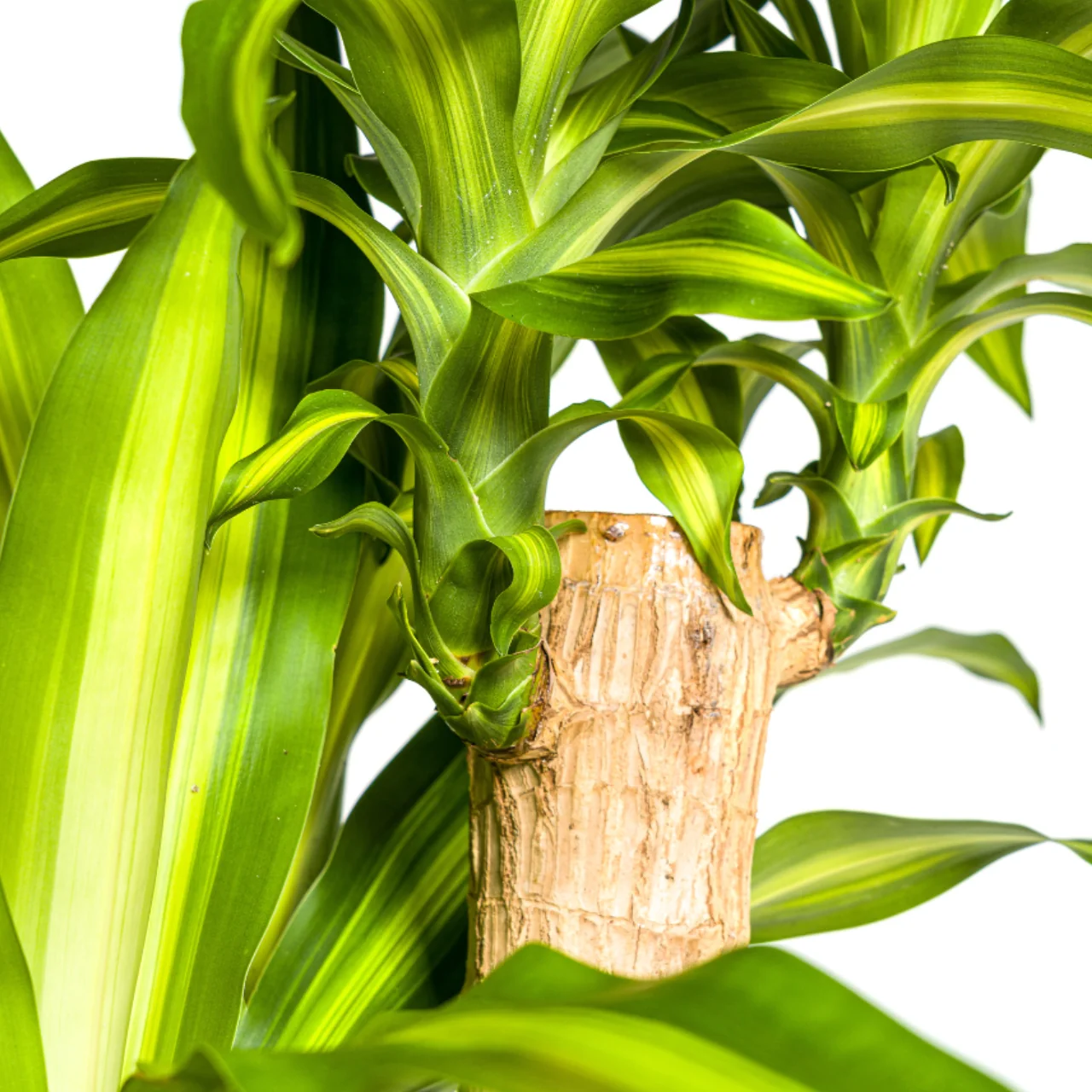 dracaena_marginata_30cm_04