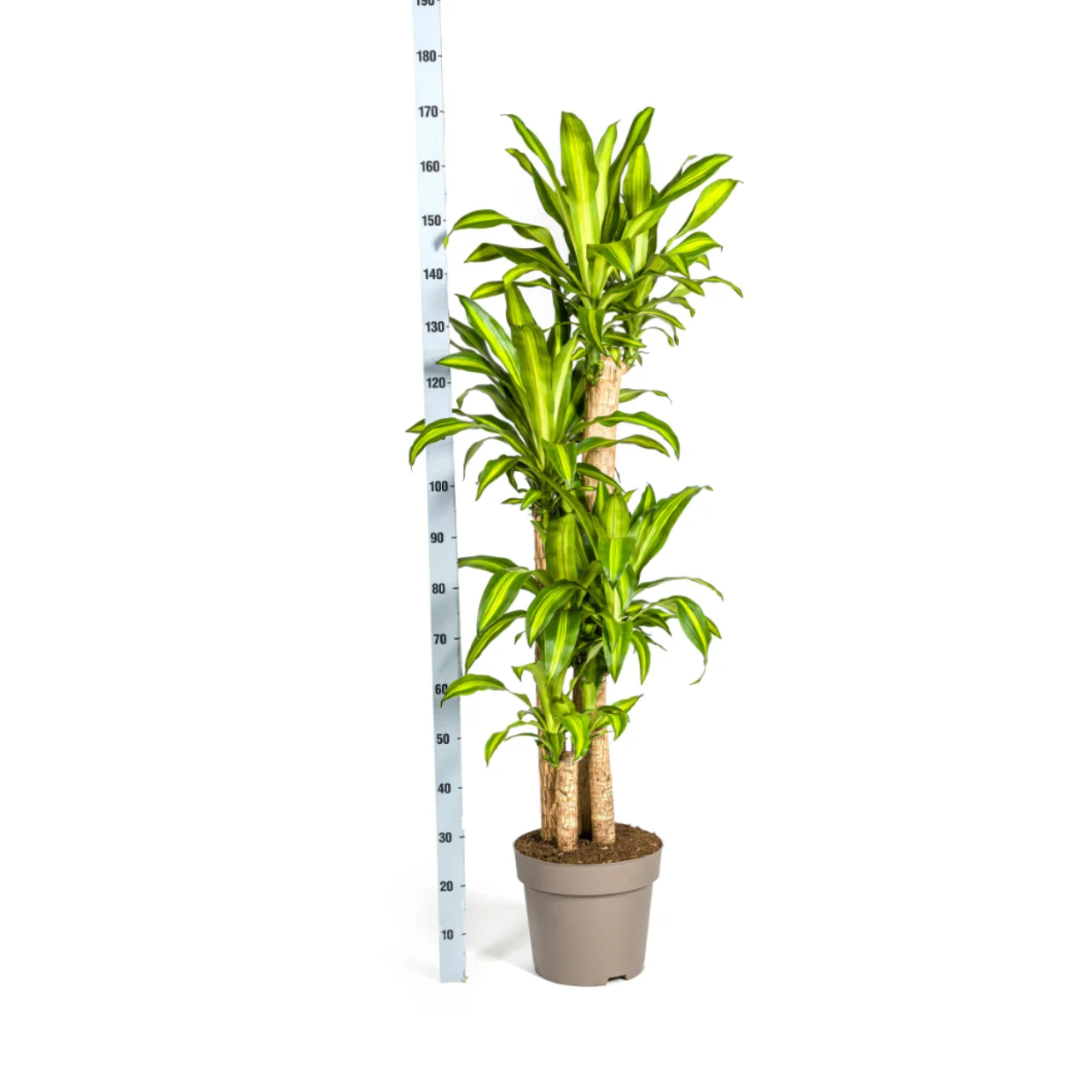 dracaena_marginata_30cm_05