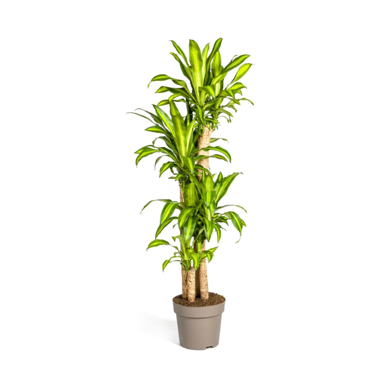 dracaena_marginata_30cm_06