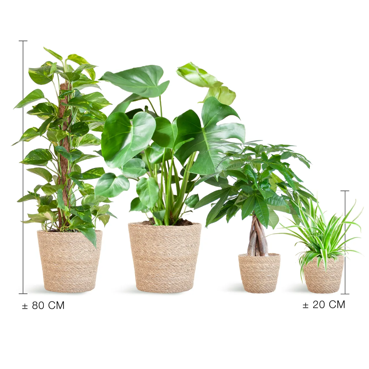 easycare_plantenbox_met_mand_sofia_medium_03