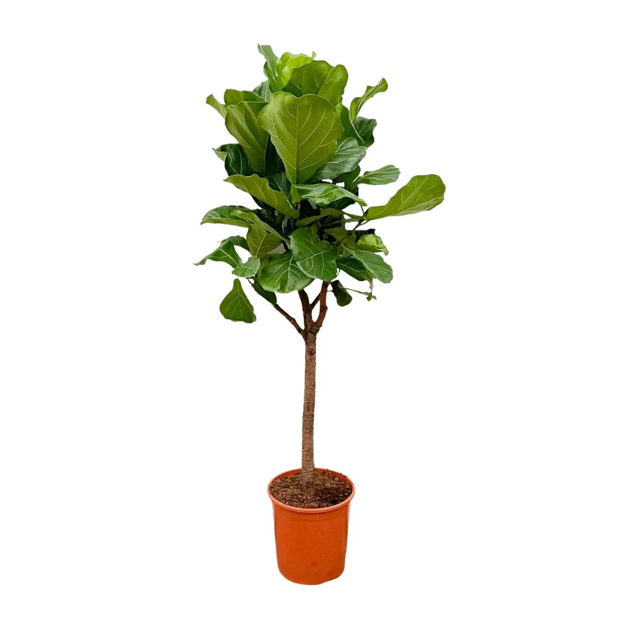 ficus_lyrata_boom_30cm_02