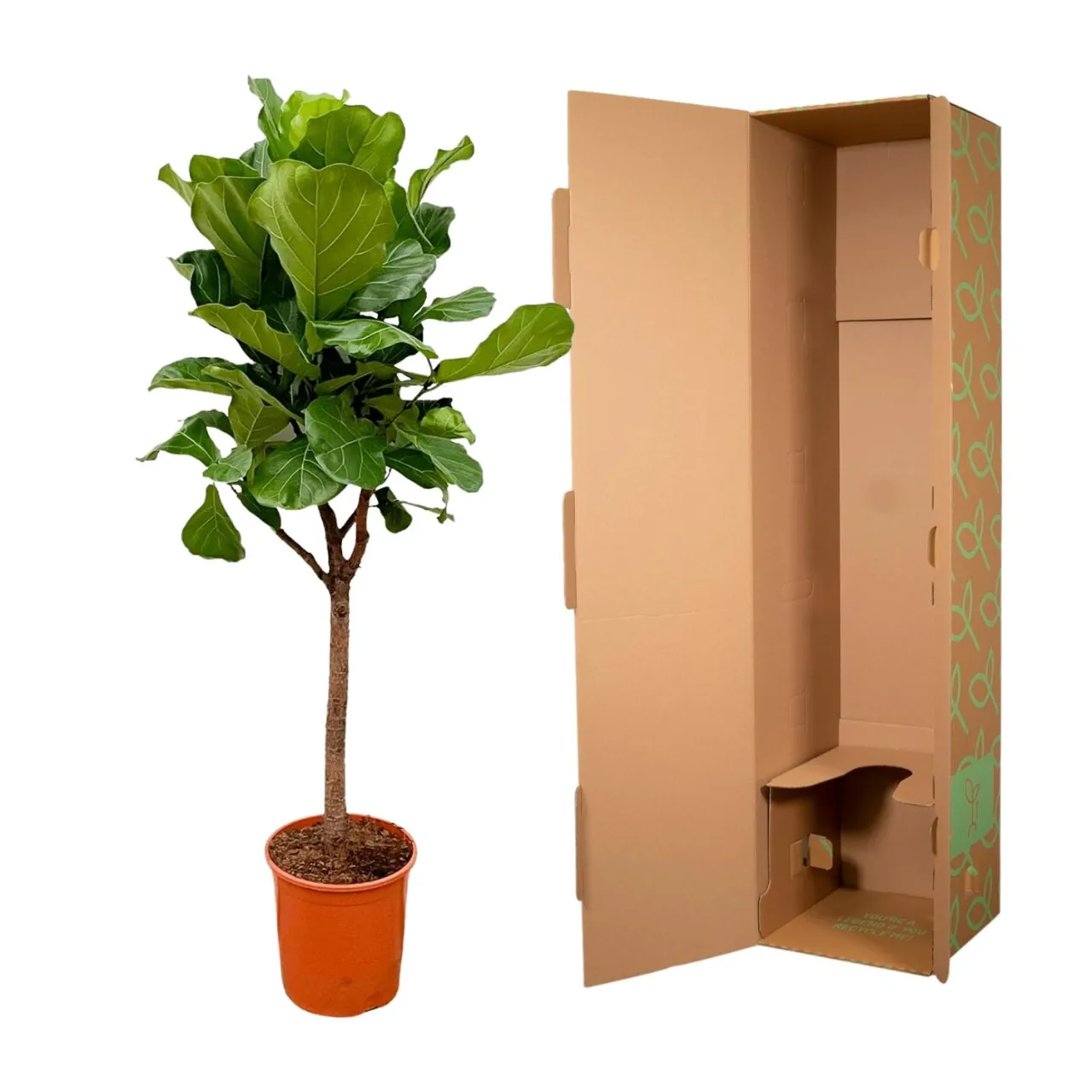 ficus_lyrata_boom_30cm_03