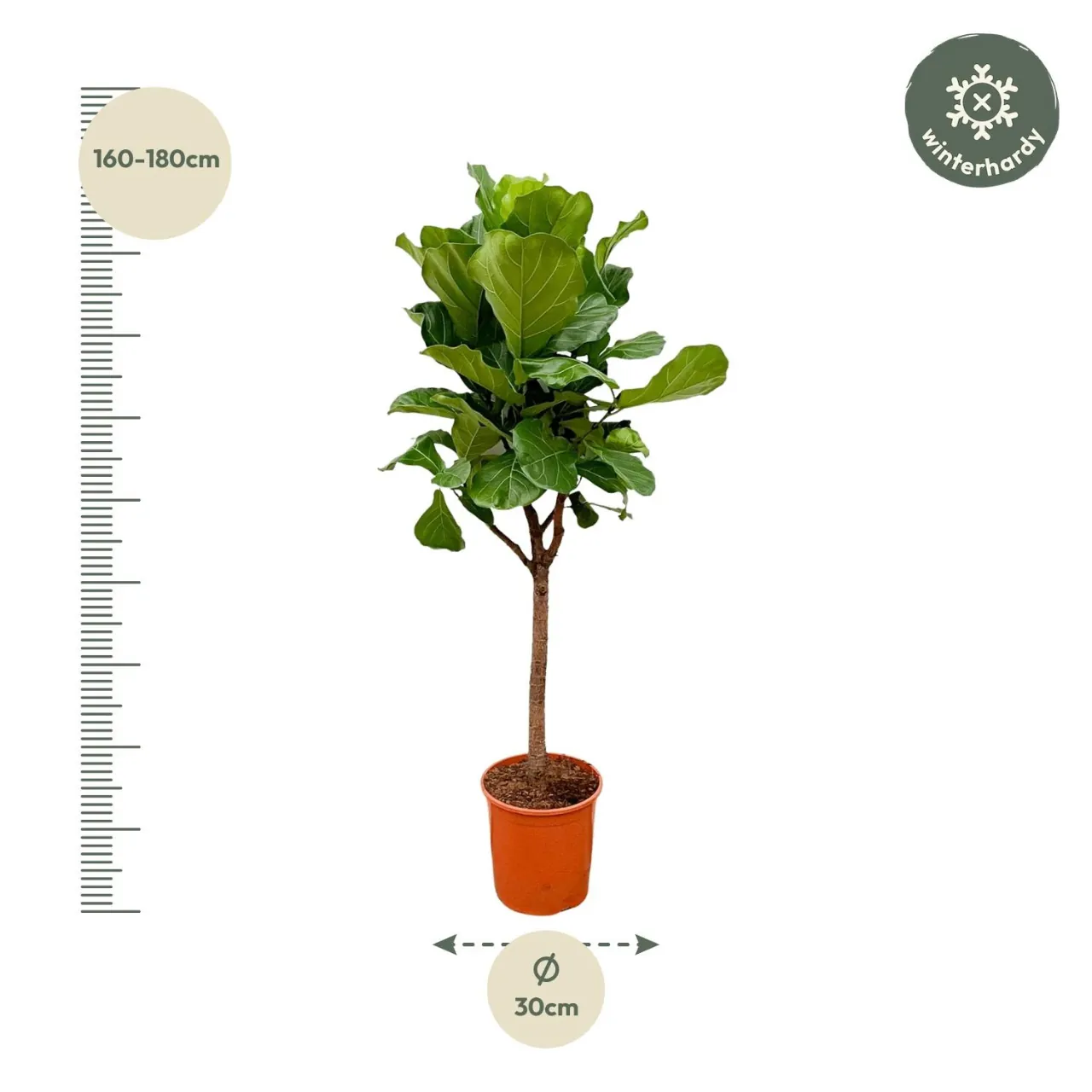 ficus_lyrata_boom_30cm_04