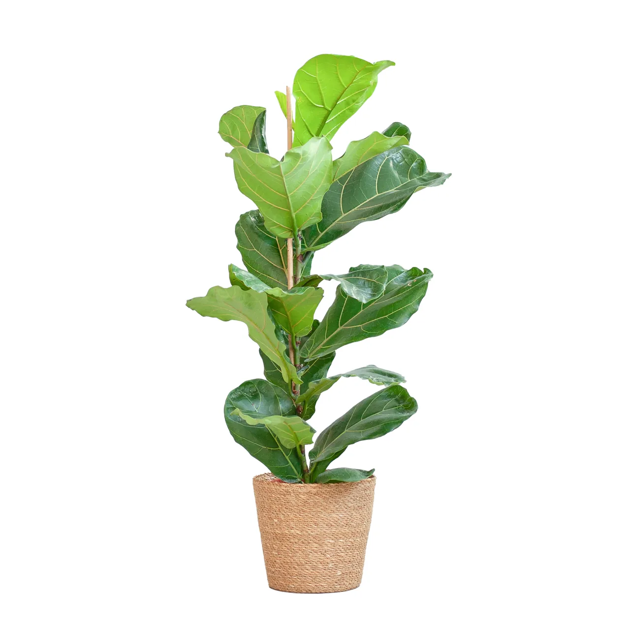 ficus_lyrata_met_mand_sofia_80cm_02