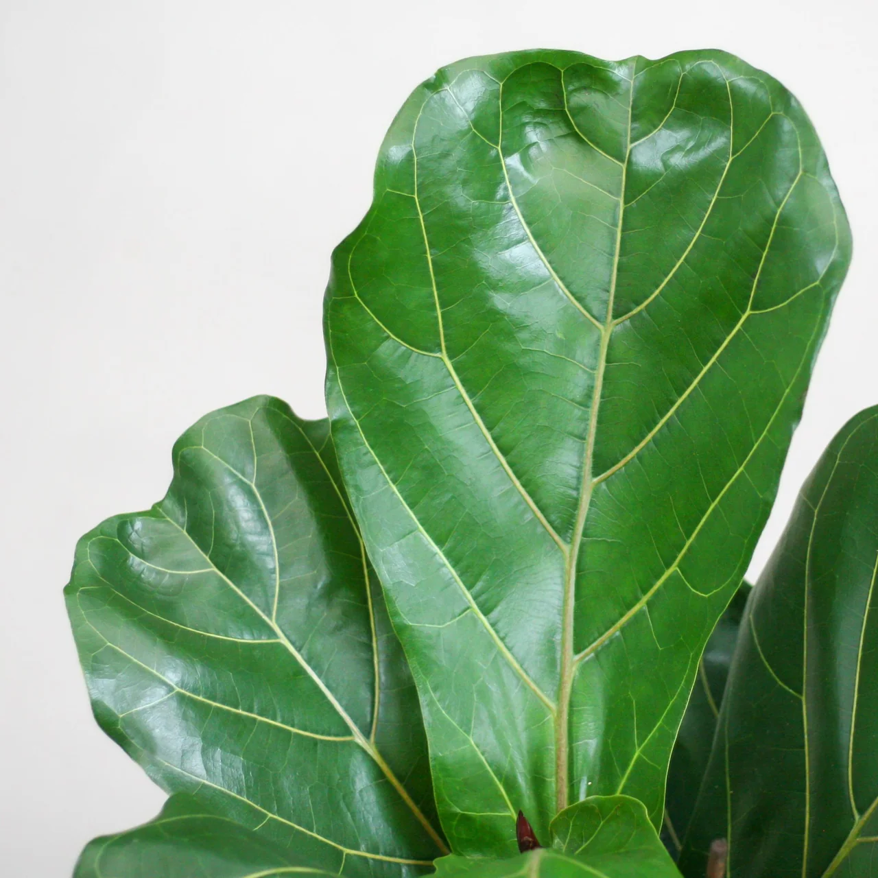 ficus_lyrata_met_mand_sofia_80cm_03