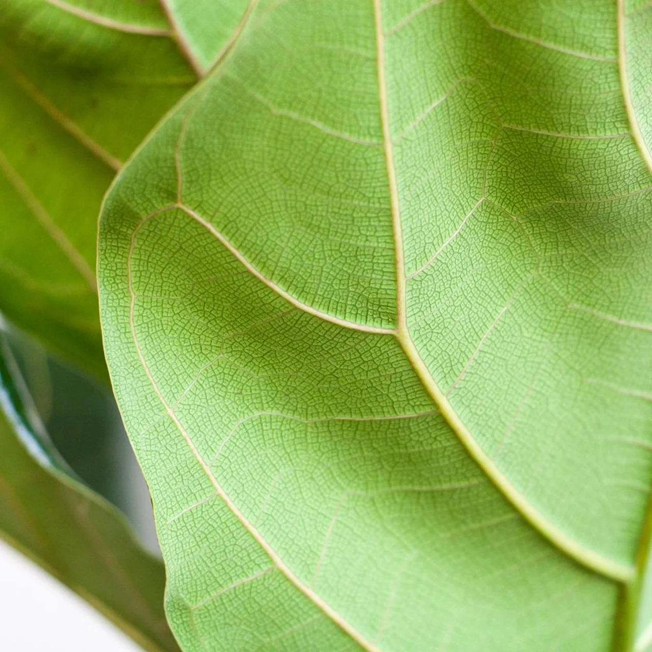 ficus_lyrata_met_mand_sofia_80cm_04