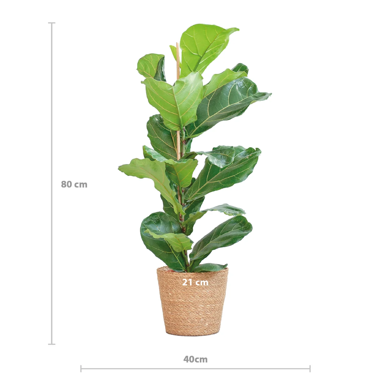 ficus_lyrata_met_mand_sofia_80cm_05