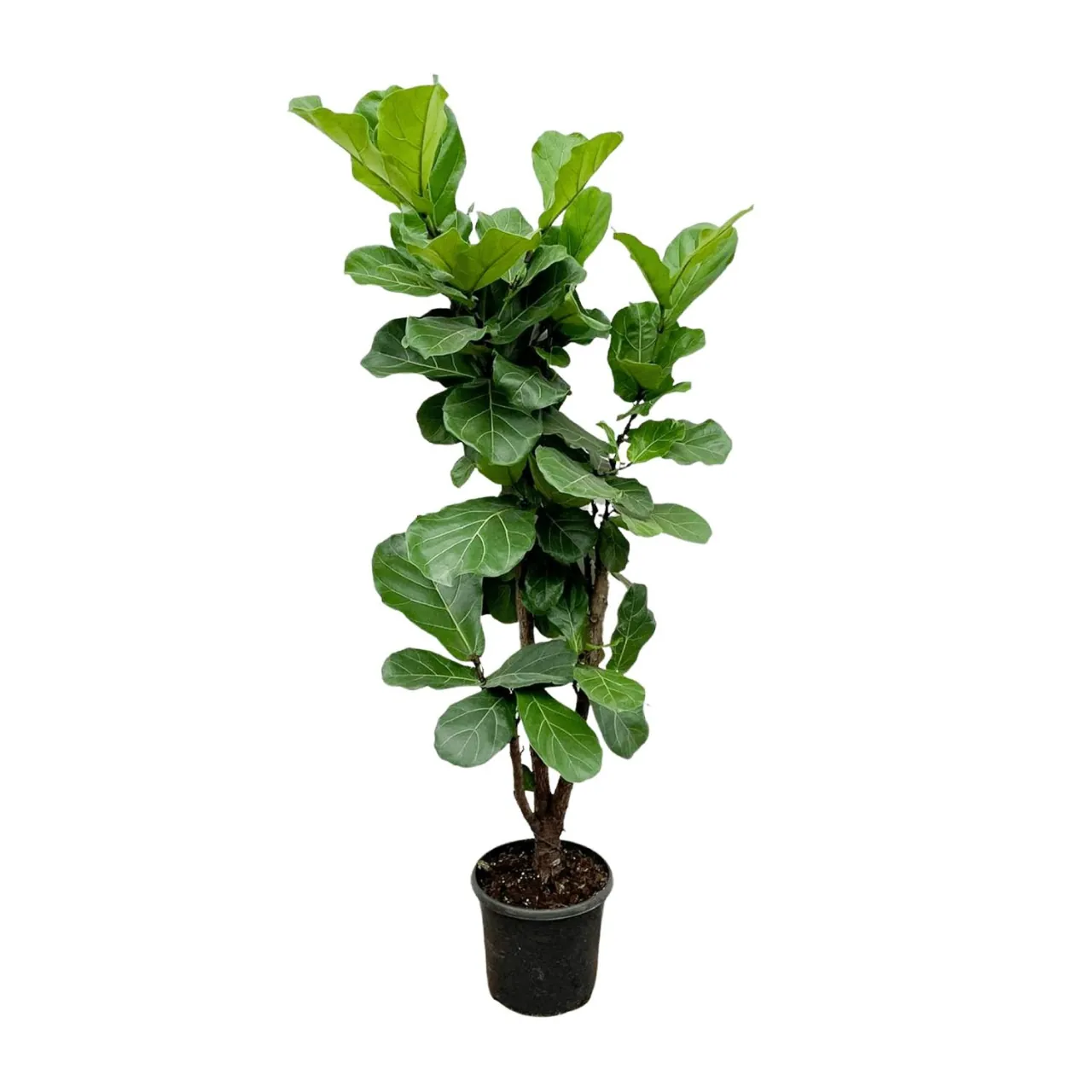 ficus_lyrata_vertakt_32cm_02
