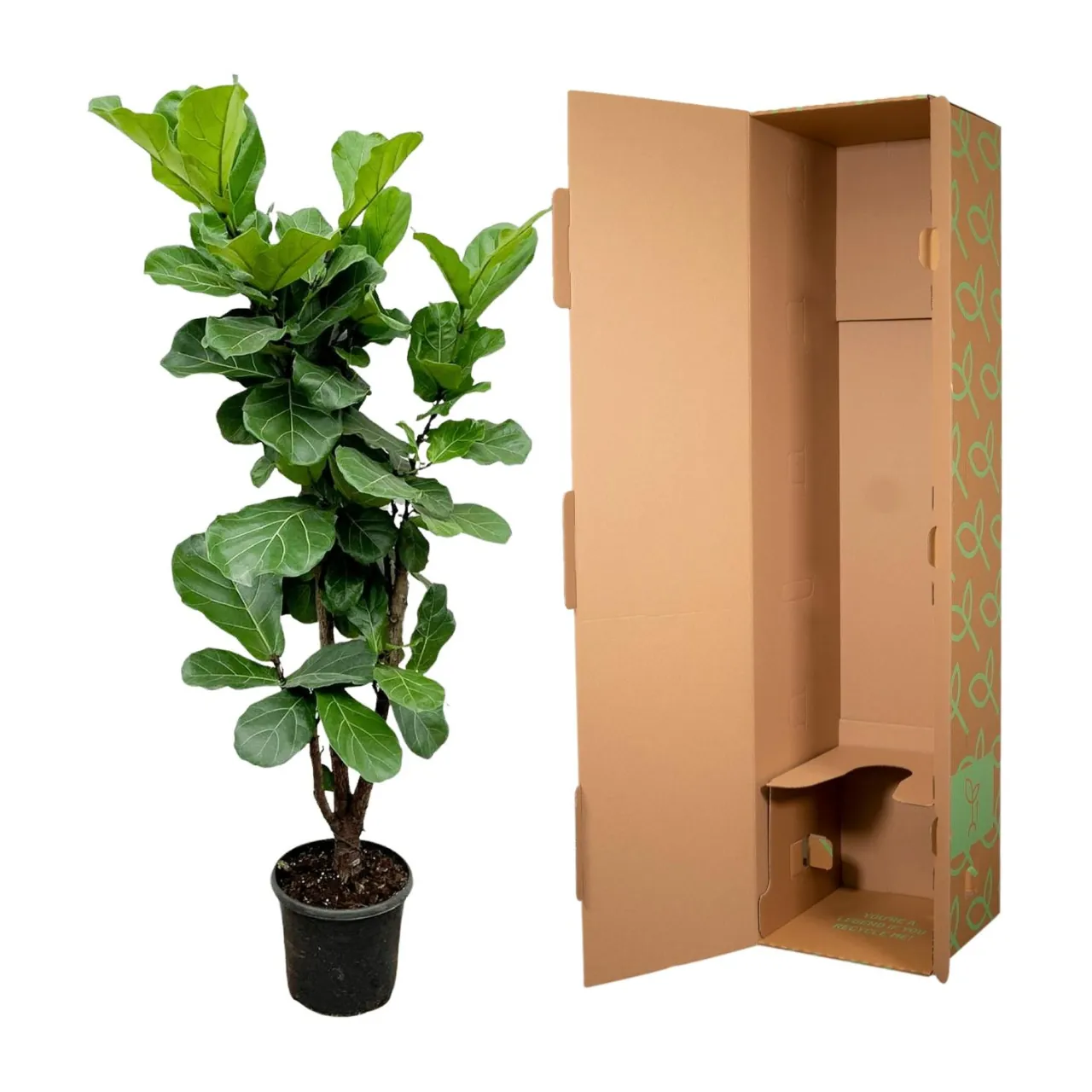 ficus_lyrata_vertakt_32cm_03