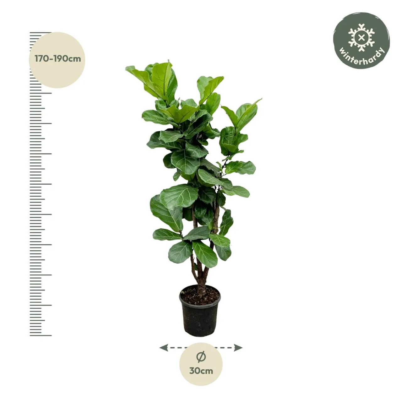 ficus_lyrata_vertakt_32cm_04