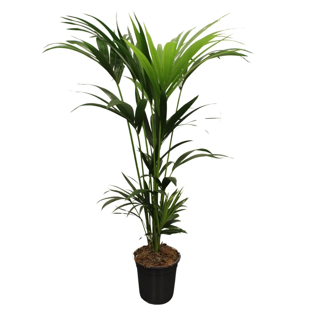 howea_forsteriana_21cm_02