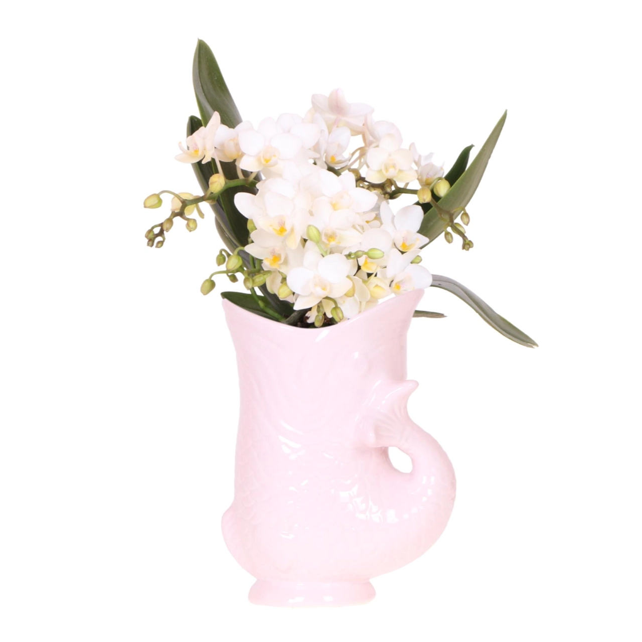 kolibri_orchids_nazare_9cm_02