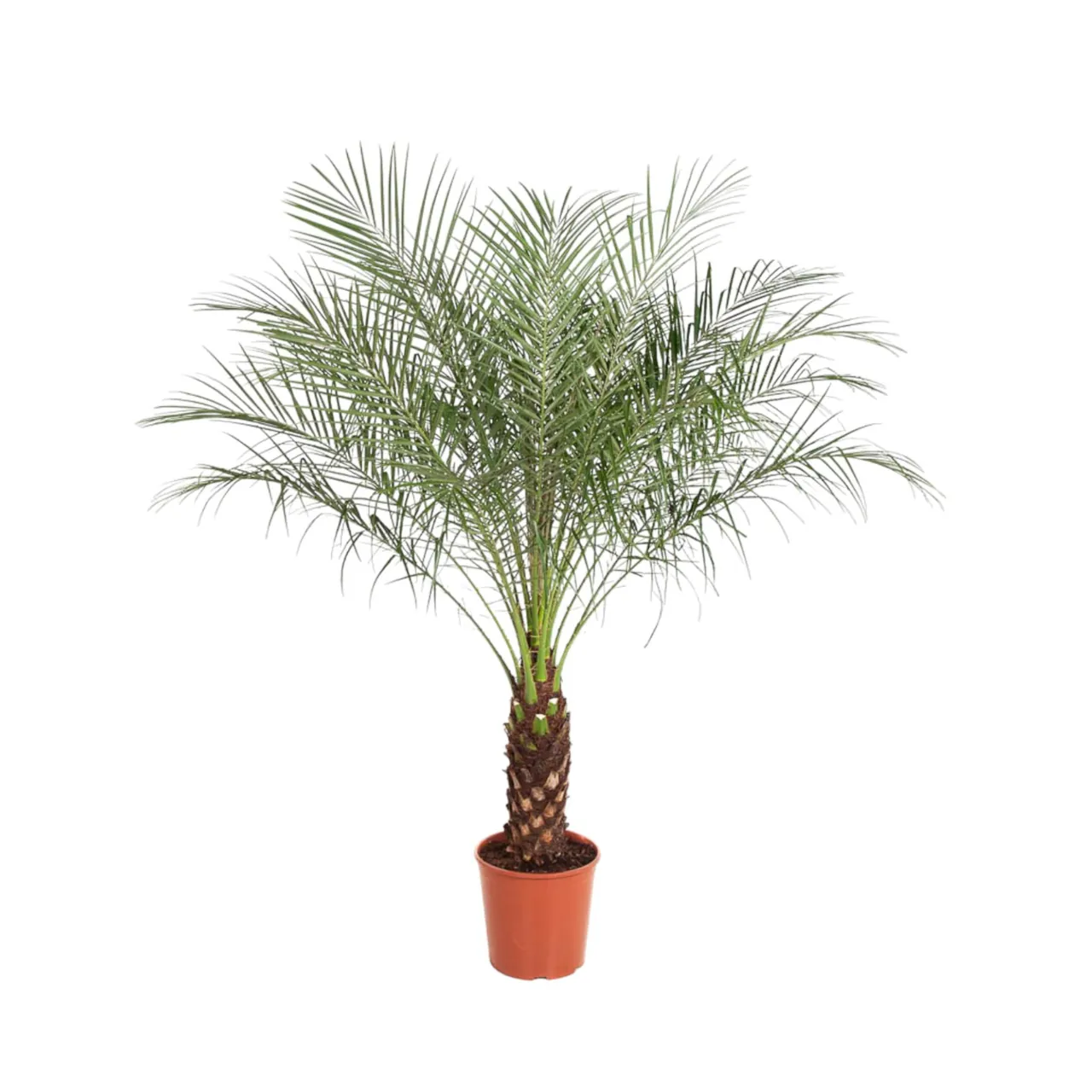 phoenix_roebelenii_30cm_02