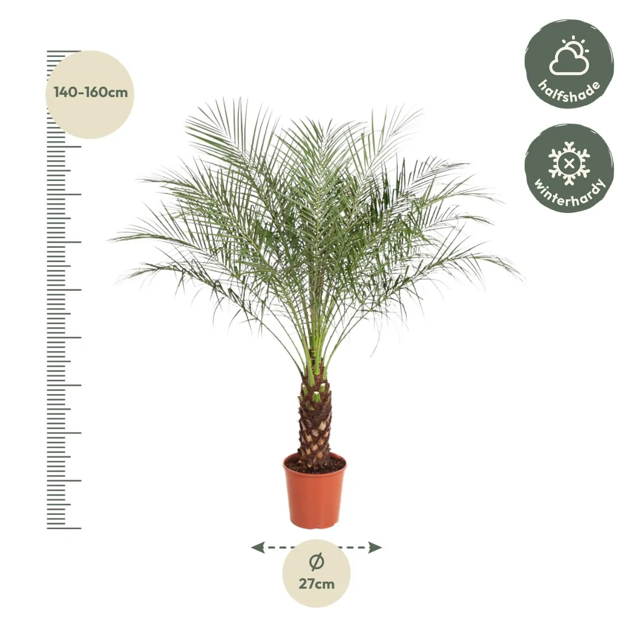 phoenix_roebelenii_30cm_04