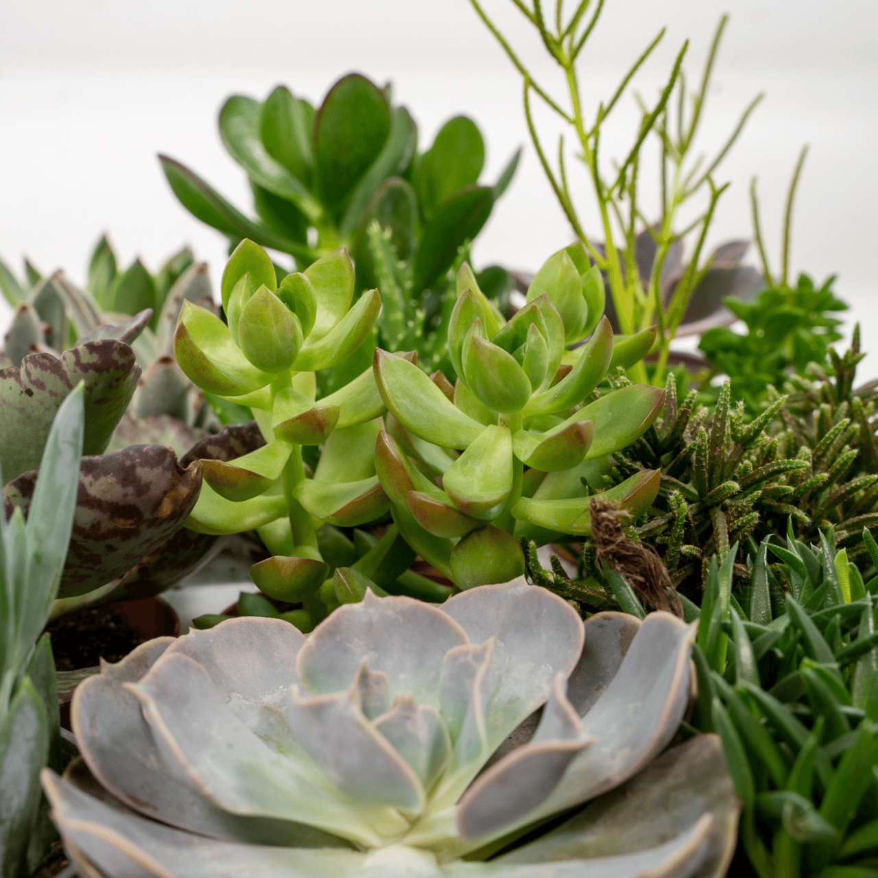 succulenten_mix_18stuks_10cm_02