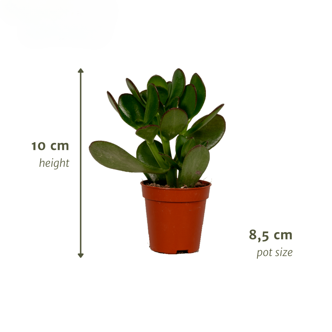succulenten_mix_18stuks_10cm_03