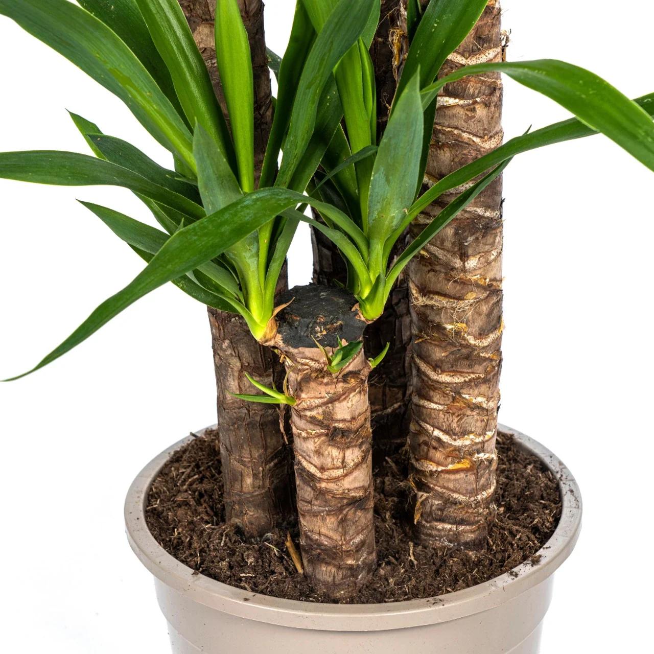 yucca_elephantipes_27cm_02