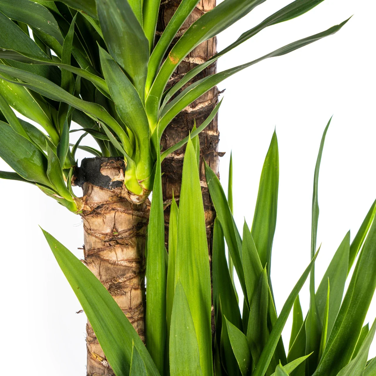 yucca_elephantipes_27cm_03