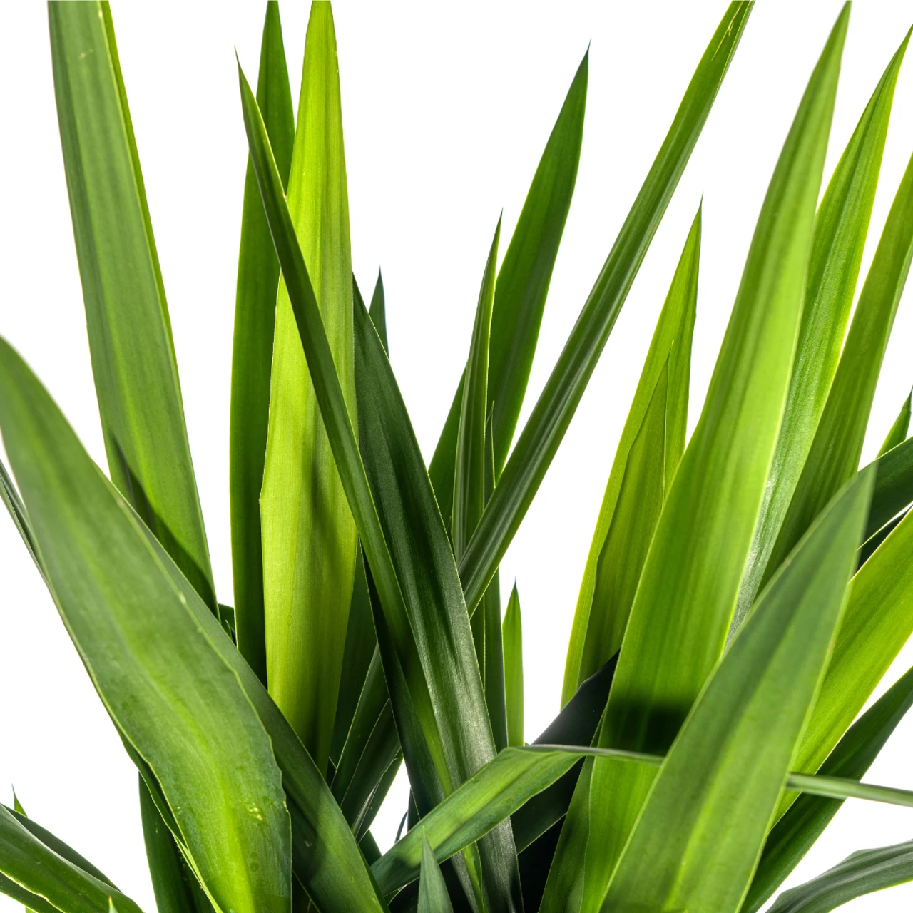 yucca_elephantipes_27cm_04