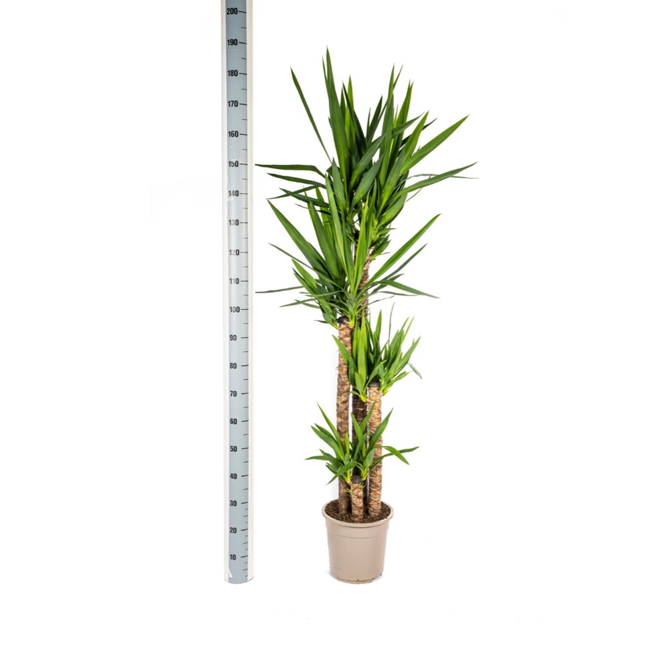 yucca_elephantipes_27cm_05